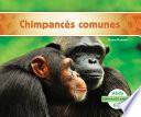 Chimpancés Comunes (chimpanzees)